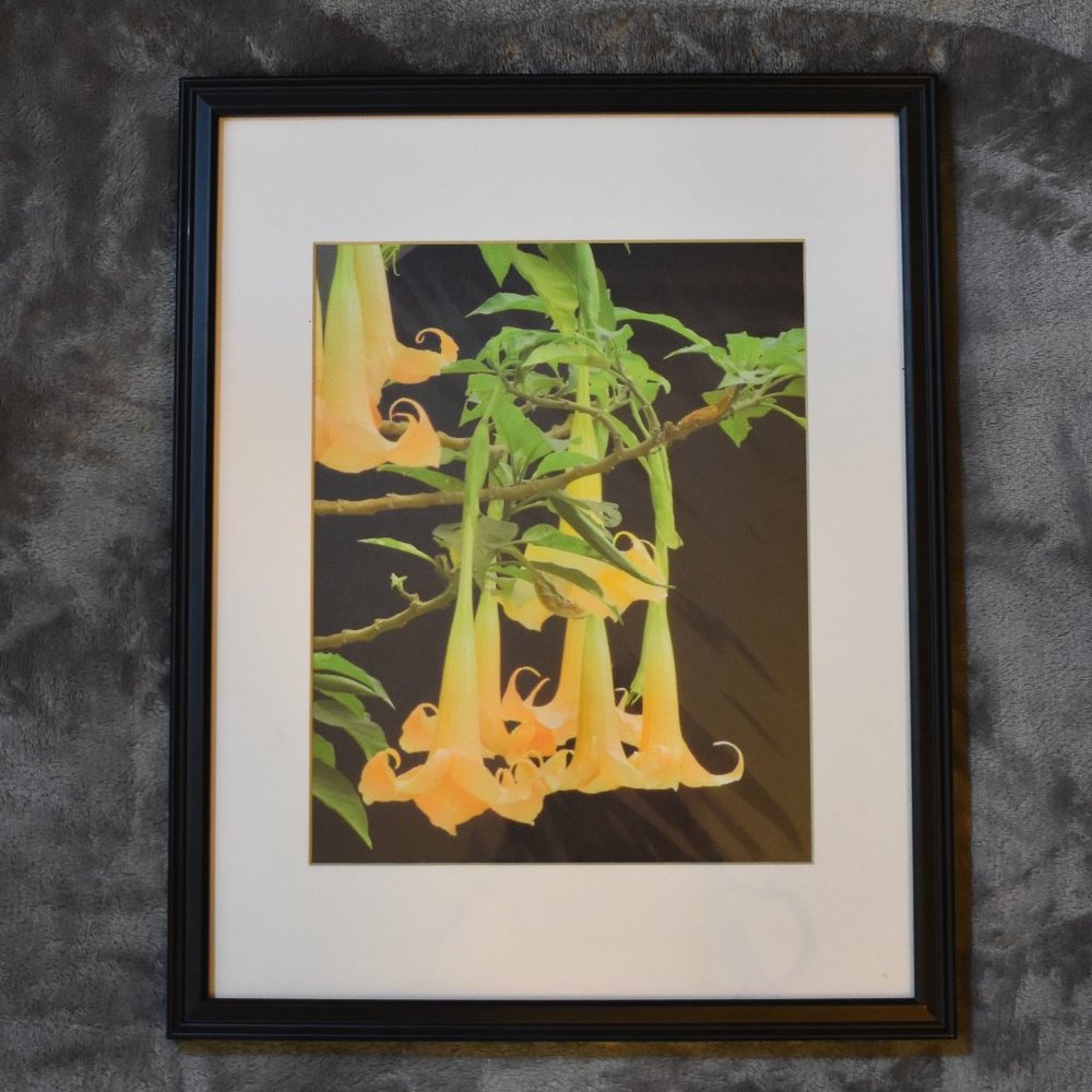 8x10 Angel Trumpet Flowers Photograph